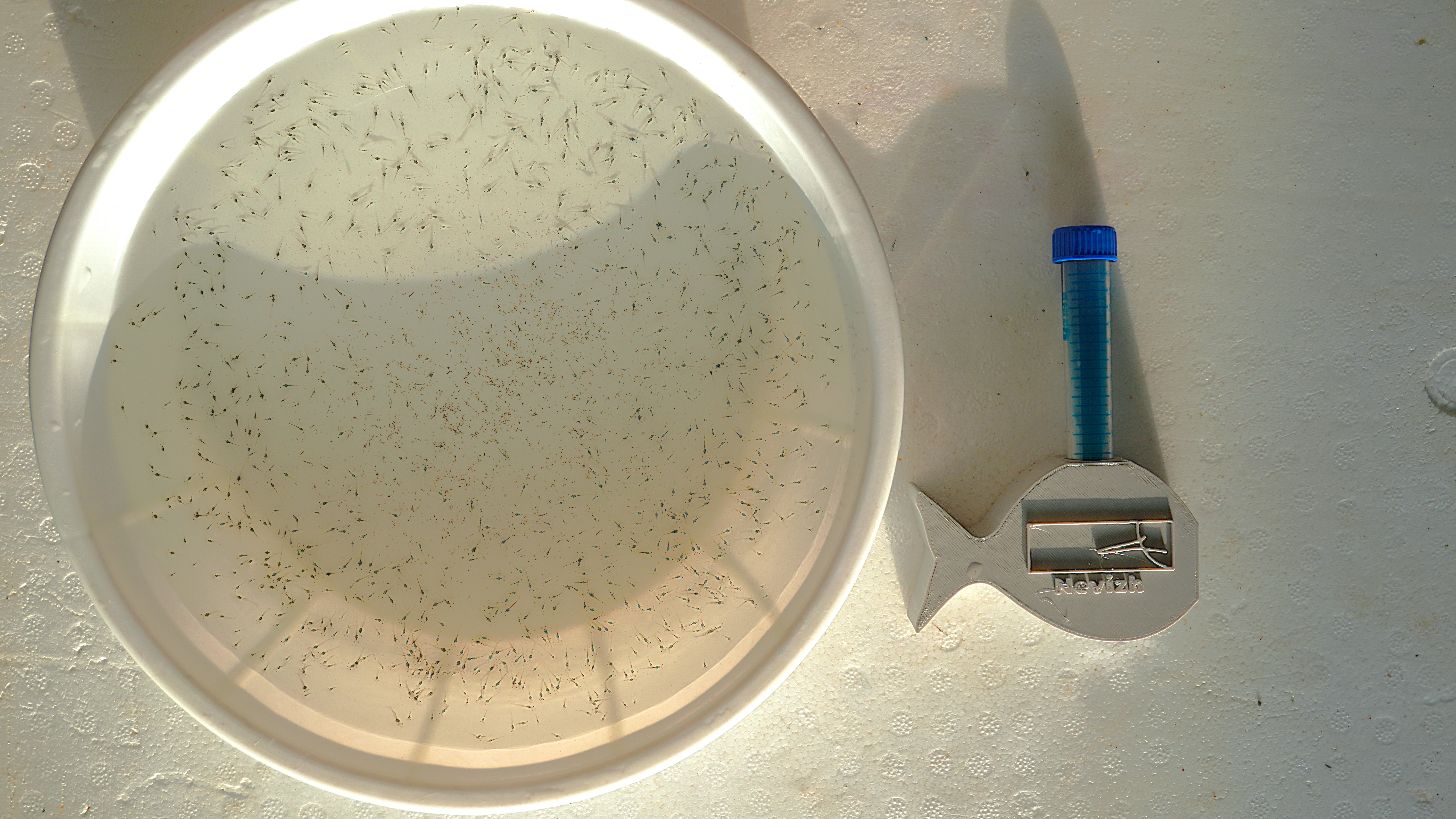 PL9 Shrimp Hatchery Water – Approximately 3 ppm TAN!