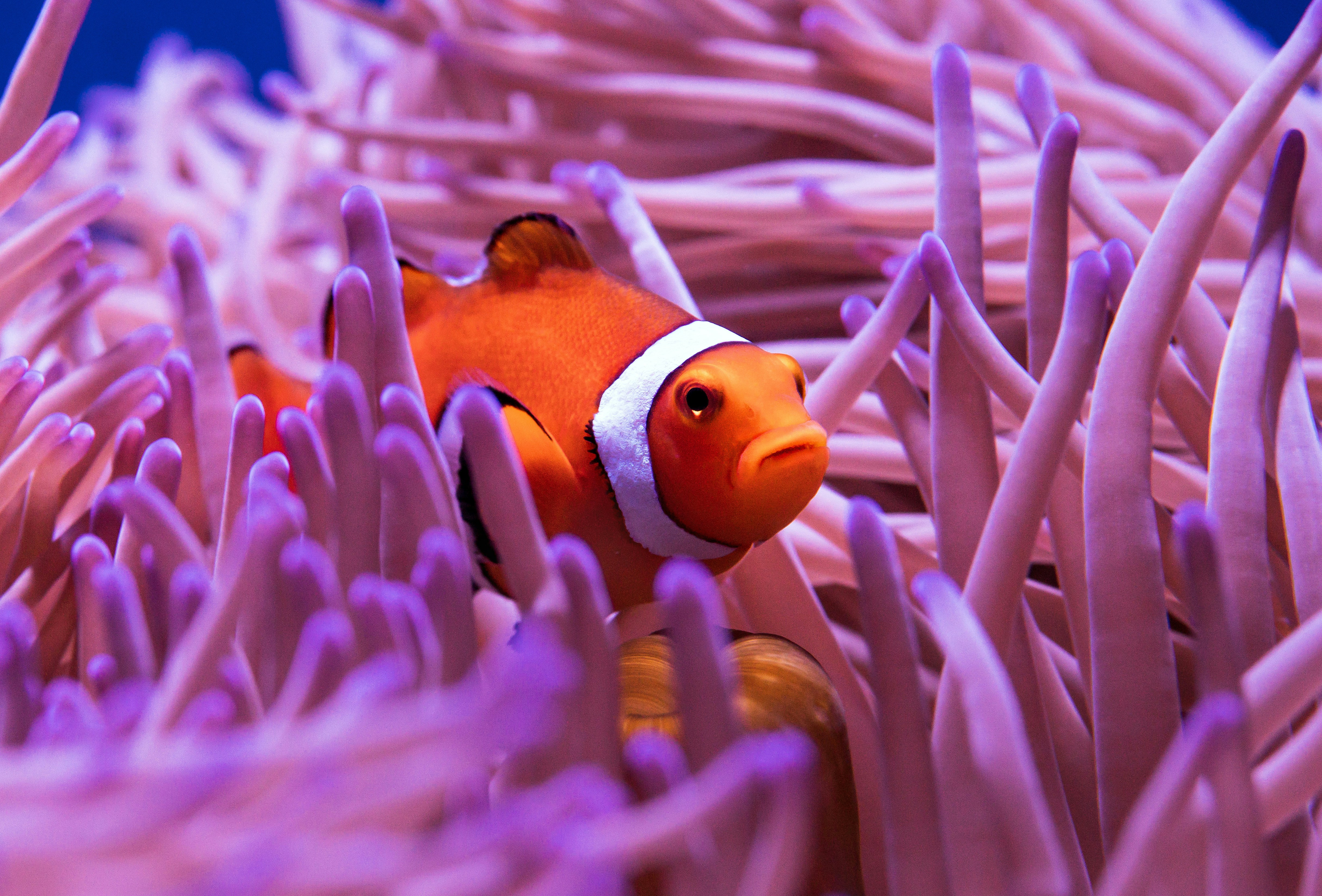 Precision Marine Aquarium Biological Ecosystems